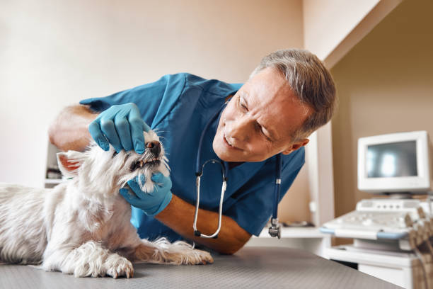Best 24-Hour Emergency Dentist in Brown City, MI